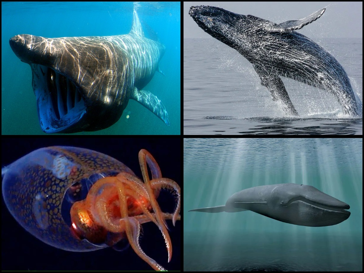 Top 10 Largest Living Sea Creatures in the World 2025